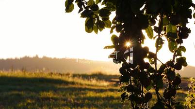 Sonnenaufgang in Apfelbaumplantage