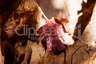 Close-up of autumn leaf on tree trunk