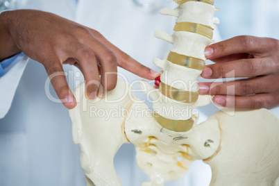 Physiotherapist pointing at spine model