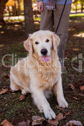 Portrait of dog sitting on the floor