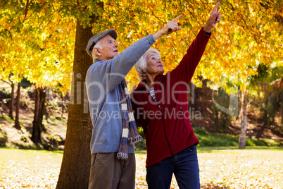 Senior couple pointing something