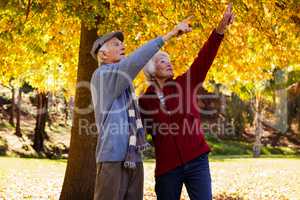 Senior couple pointing something