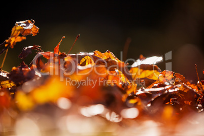 Close-up of autumn leaves