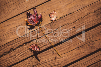 Autumn leaves on floorboard