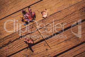 Autumn leaves on floorboard