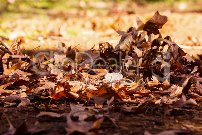 Leaves on field during autumn