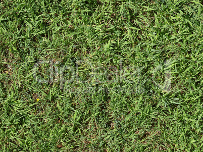 Green grass meadow background