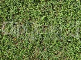 Green grass meadow background