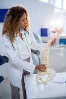 Physiotherapist looking at spine model