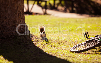 Squirrel by bicycle fallen on field