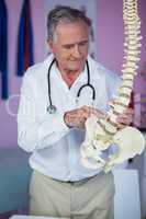 Physiotherapist examining a spine model
