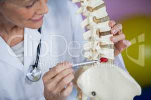 Physiotherapist examining a spine model