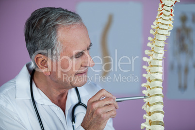 Physiotherapist examining a spine model