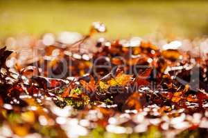 Autumn leaves on field