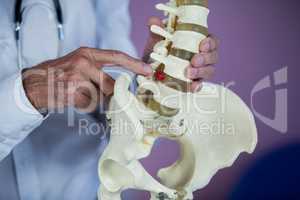 Physiotherapist examining a spine model