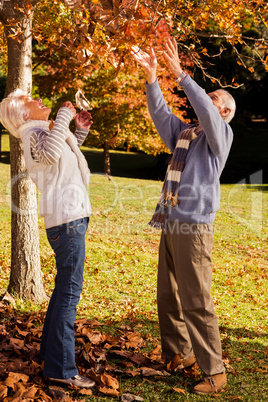 Senior couple looking for something in a tree