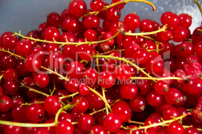 Johannisbeeren