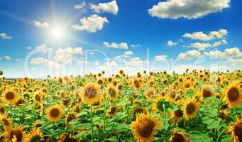 sunflowers and sun on cloudy sky