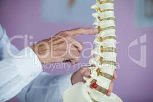 Physiotherapist examining a spine model