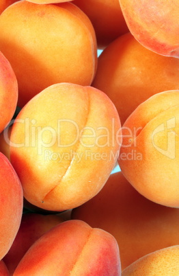 many orange peach at day