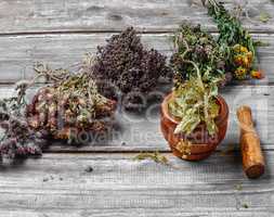Harvest of medicinal herbs and plants