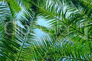 background of palm leaves and blue sky