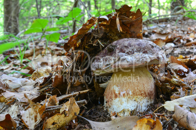 Pine bolete under forest mulch