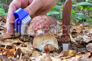 Bolete cleaning before picking