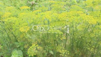 Fennel growing on the vegetable garden