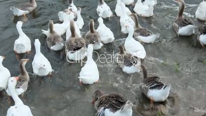flight of domestic geese swimming on the water