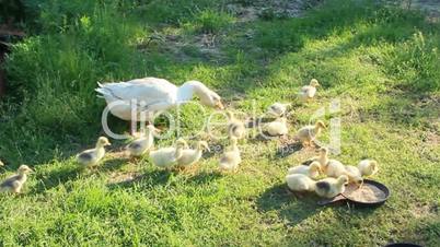 goslings with goose on the grass