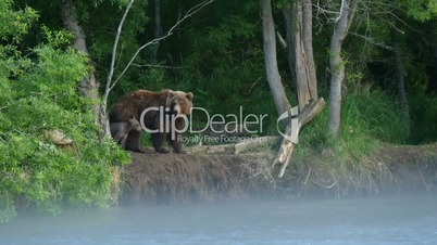 Kamchatka brown bear family