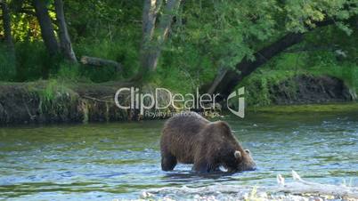Kamchatka brown bear diving for salmon in a river
