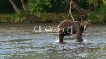 kamchatka brown bear walking in  river