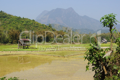 Reisfeld, Laos, Asien