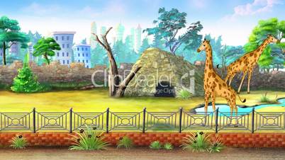 Giraffes in a Zoo