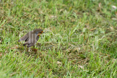 Robin bird on grass