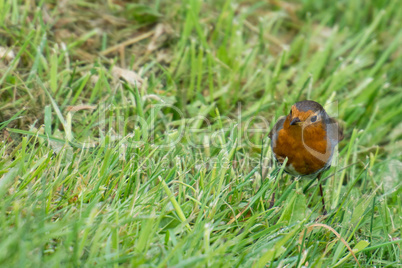 Robin bird on grass