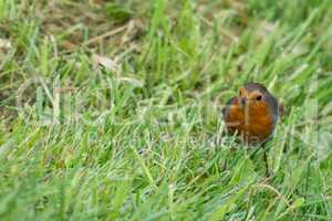 Robin bird on grass
