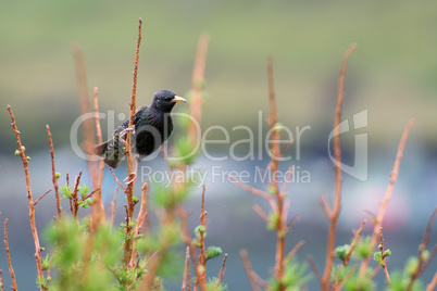 Starling, Sturnus vulgaris