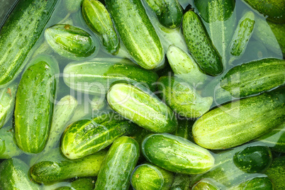 Cucumbers prepared for preservation