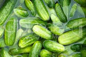 Cucumbers prepared for preservation