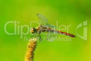 dragonfly sitting on the dry plant