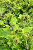 flowers, fruits of burdock, agrimony in summer