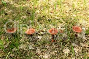 mushrooms of toadstool growing in the row