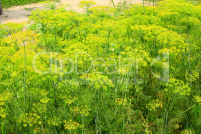 Fennel growing on the vegetable garden