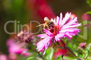 bee on the flower of aster