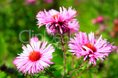 red asters in the garden