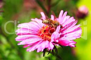 bee on the flower of aster