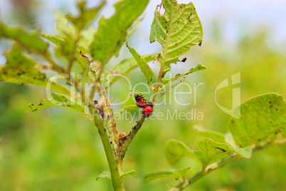 larvas of colorado beetles on the leaves of a potato